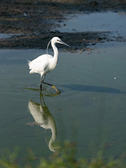 The image of a Little Egret reflected in the water of a pond