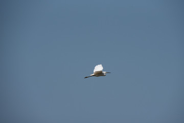 A little egret, medium-sized white bird, flies in the blue sky on a sunny day
