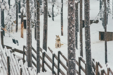 Husky is sitting on snow in winter, Lapland, Finland