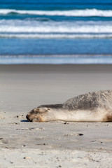 Sea lion resting on beach with rolling waves (2)