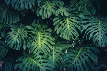  Monstera Philodendron bladeren - tropische bosplant © hanohiki