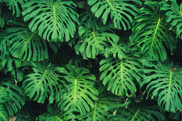 Monstera Philodendron leaves -  plant pattern - obrazy, fototapety, plakaty