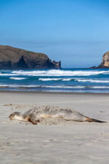 Sea lion resting, rolling waves and cliffs in distance