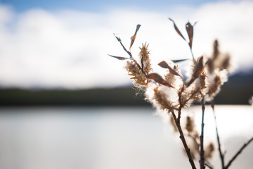 autumn plant in the sun