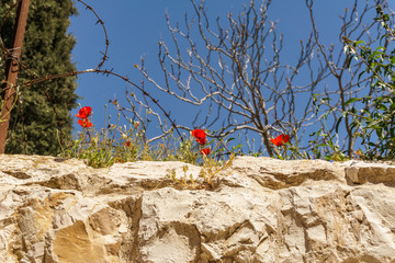 wall of an ancient fortress old Jerusalem city with flowers on top.