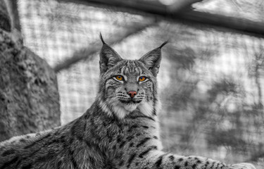 Black white lynx close-up at the zoo © Igor