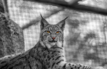 Black white lynx close-up at the zoo