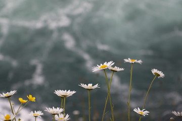 Daisies on Niagara Falls  