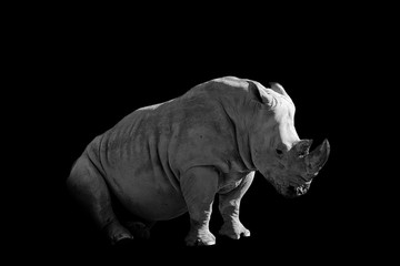 Obraz premium zmęczony nosorożec na białym tle na czarnym tle