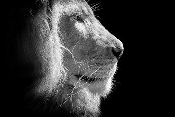 Fototapeta premium king lion head isolated on black background