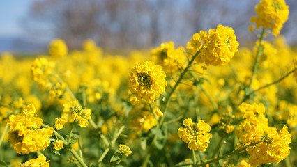 Obraz premium 春の陽気に誘われて満開の菜の花