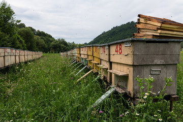 Group of Beehives