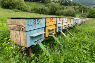 Group of Beehives
