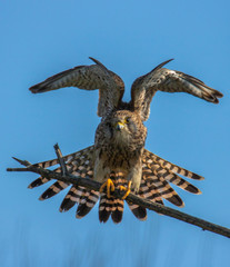Peneireiro-de-dorso-malhado (Falco tinnunculos)