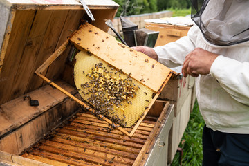 Beekeeper Working on Beehives