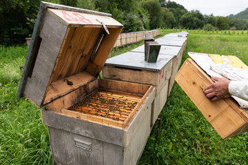 Open Beehive