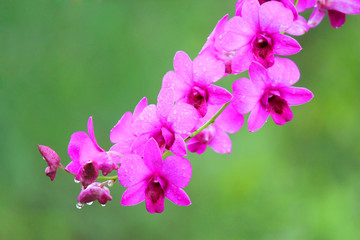 beautiful pink orchid flower