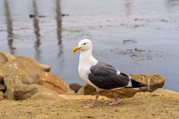 Seagull walking on beach 