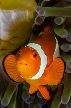 Anenome Clown Fish