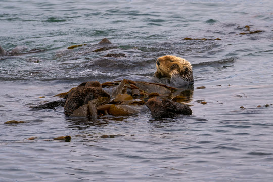 California Sea Otter (Enhydra lutris nereis)   