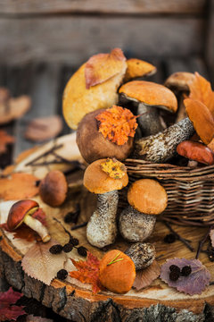 Autumnal wild forest edible mushrooms (boletus) in basket on rustic wooden background
