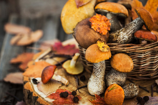 Autumnal wild forest edible mushrooms (boletus) in basket on rustic wooden background