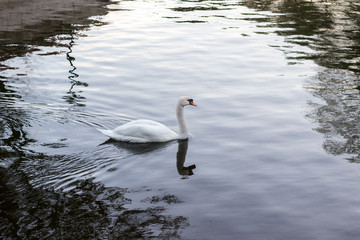 white swan on the lake