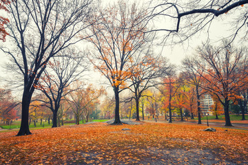 Central park at rainy morning, New York City, USA