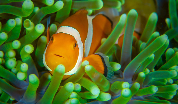 Anenome Clown Fish