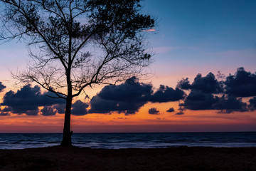 Fototapeta na wymiar Tree silhouette at beach during blue hour.