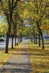 Fototapeta na wymiar Fall colors on a scenic walkway along the boulevard