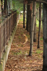 cat in the forest