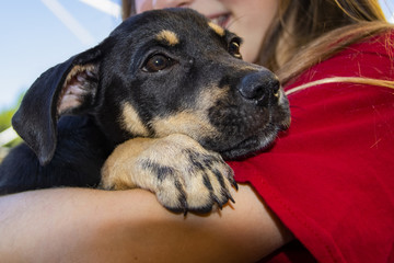 Young smiling girl in red tee shirt with long blond hair holding a very contented looking puppy in...