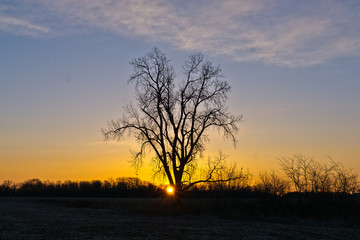 Tree & Sunset