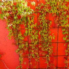 Trellis with a green vine against a bright red wall