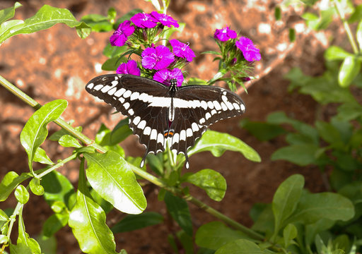 Black and white swallow tail butterfly on a purple flower