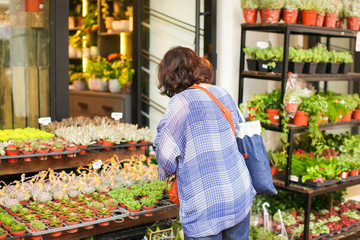 woman choose plant for herself from different variety of young succulent plants in small pots for sale in the market