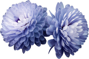light blue flowers  chrysanthemum. white  isolated background  Closeup. no shadows. For design. Nature.