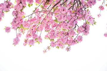 Fleecedeken met foto 八重桜 © Imagepocket