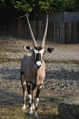Gemsbok (Oryx gazelle) in the park