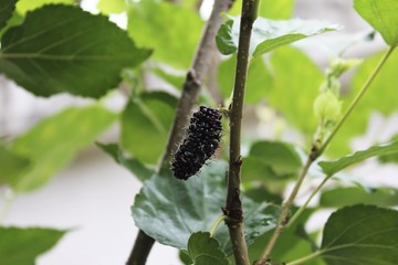 Fresh mulberry on the branch of tree.