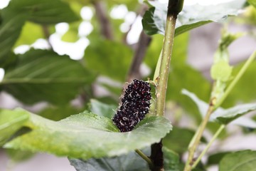 Fresh mulberry on the branch of tree.