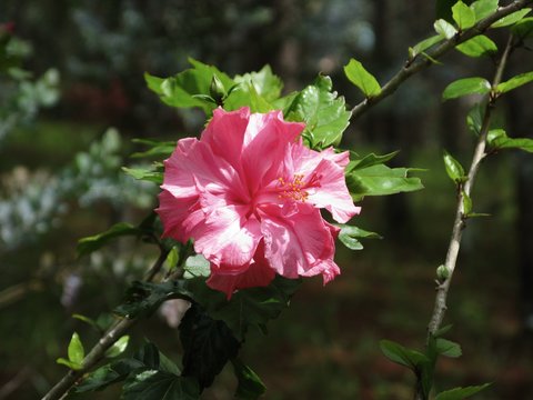 Chinese Rose, Gudhal, Chaba, Shoe Flower or Hibiscus rose flower in the garden