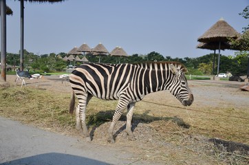 Fototapeta na wymiar The plains zebra (Equus quagga, formerly Equus burchellii) in the park