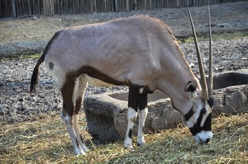 Gemsbok (Oryx gazelle) in the park