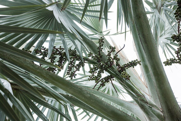 Obraz na płótnie Canvas tropical palm tree at the resort