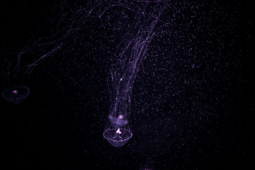 Close-up Jellyfish, Medusa in fish tank with neon light. Jellyfish is free-swimming marine coelenterate with a jellylike bell- or saucer-shaped body that is typically transparent.