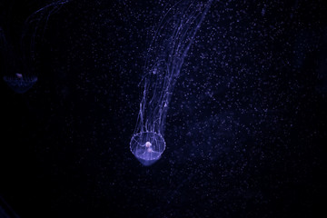 Close-up Jellyfish, Medusa in fish tank with neon light. Jellyfish is free-swimming marine coelenterate with a jellylike bell- or saucer-shaped body that is typically transparent.