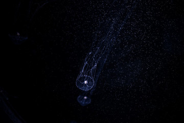 Close-up Jellyfish, Medusa in fish tank with neon light. Jellyfish is free-swimming marine coelenterate with a jellylike bell- or saucer-shaped body that is typically transparent.
