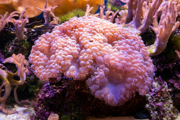 Beautiful sea flower in underwater world with corals and  fish.